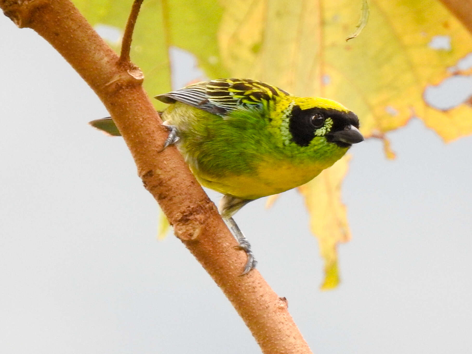 Tangara schrankii (Spix 1825) resmi