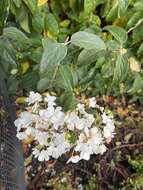 Imagem de Viburnum macrocephalum Fortune