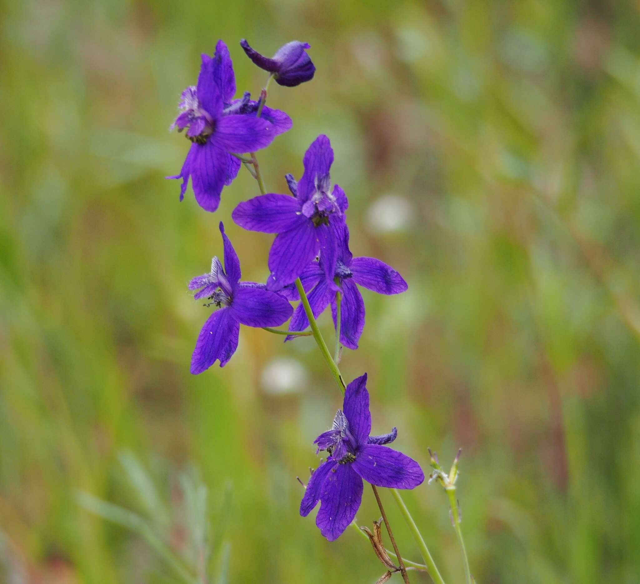 Plancia ëd Delphinium decorum Fisch. & Mey.