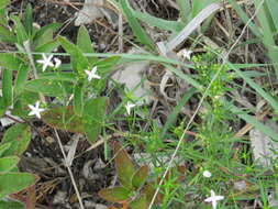 Image of diamondflowers