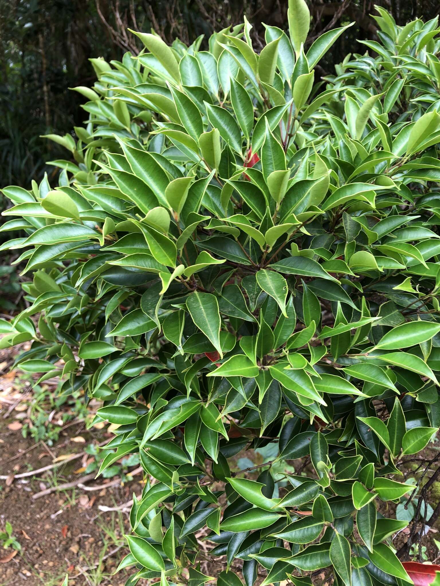 Image de Syzygium acuminatissimum (Bl.) DC.