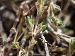 Imagem de Sabulina attica subsp. attica