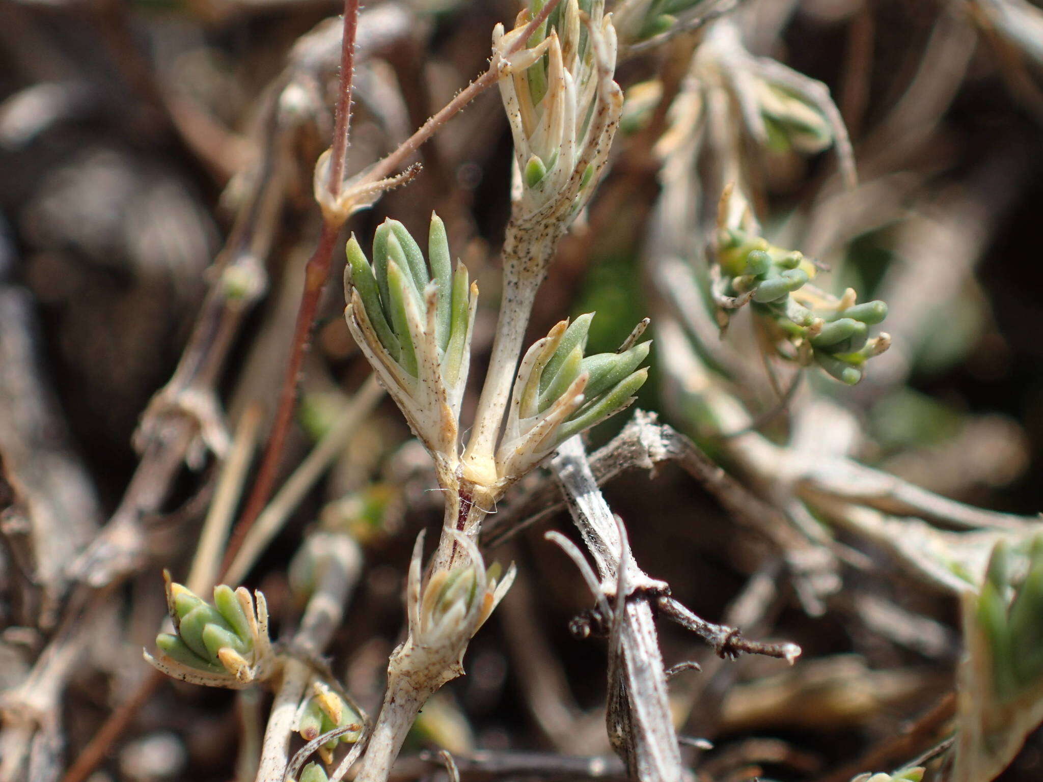 Imagem de Sabulina attica subsp. attica