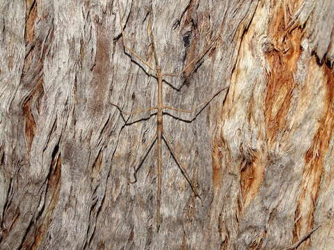 Image of Ctenomorpha marginipennis Gray & G. R. 1833