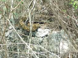 Image of Crotalus molossus oaxacus Gloyd 1948