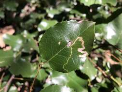 Image of Stigmella braunella (Jones 1933) Wilkinson et al. 1979