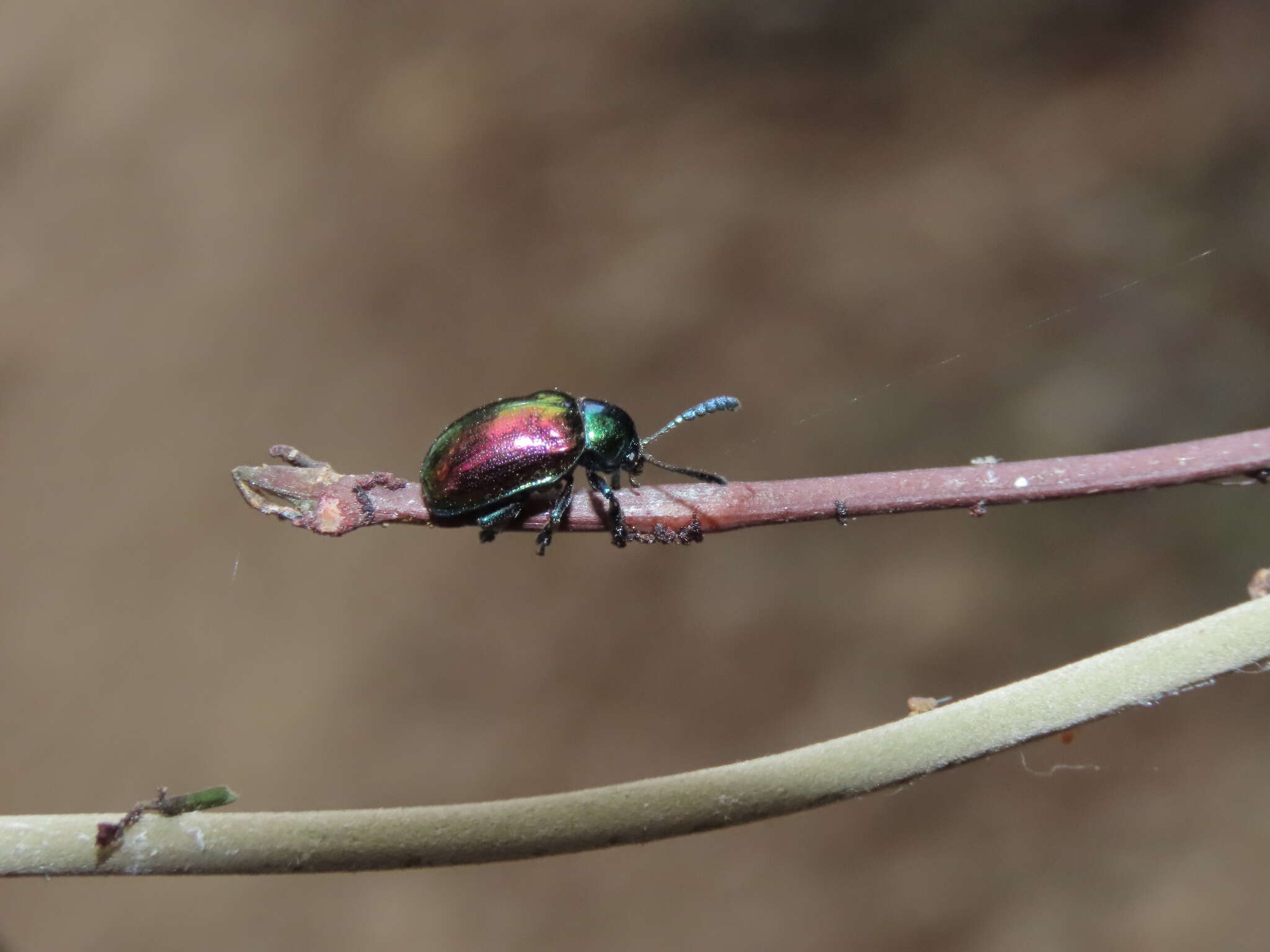 Image de <i>Platycorynus sauteri</i>