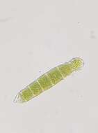 Image of zygodon moss