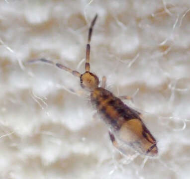 Image of Entomobryoides