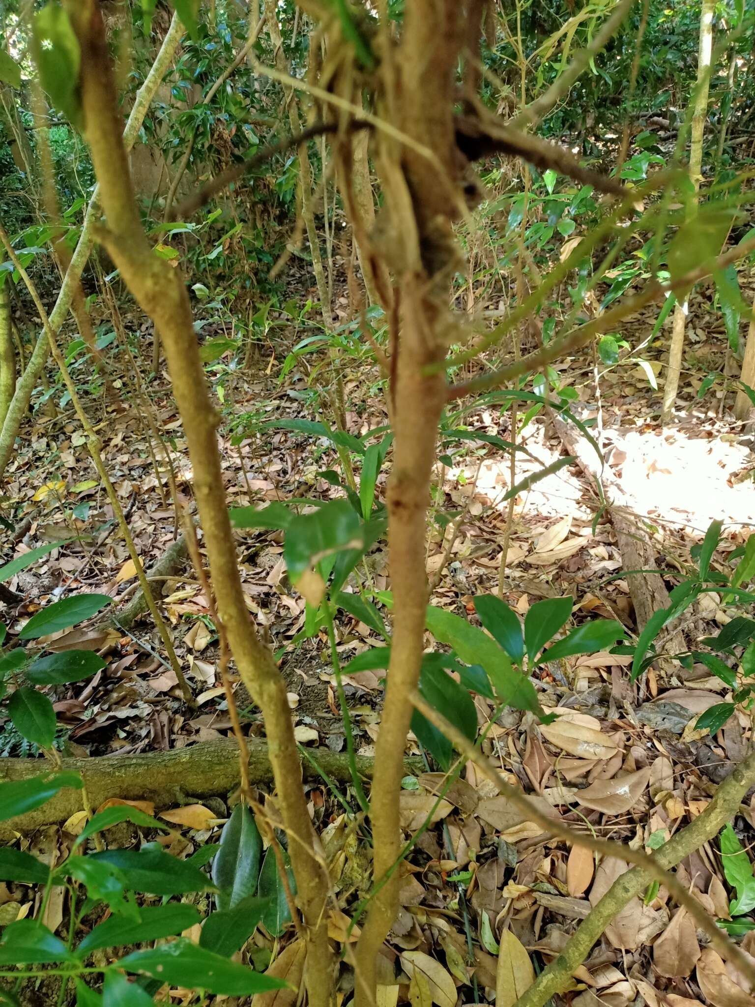 Image of Cryptocarya laevigata Bl.