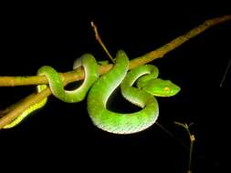 Image of Trimeresurus vogeli David, Vidal & Pauwels 2001