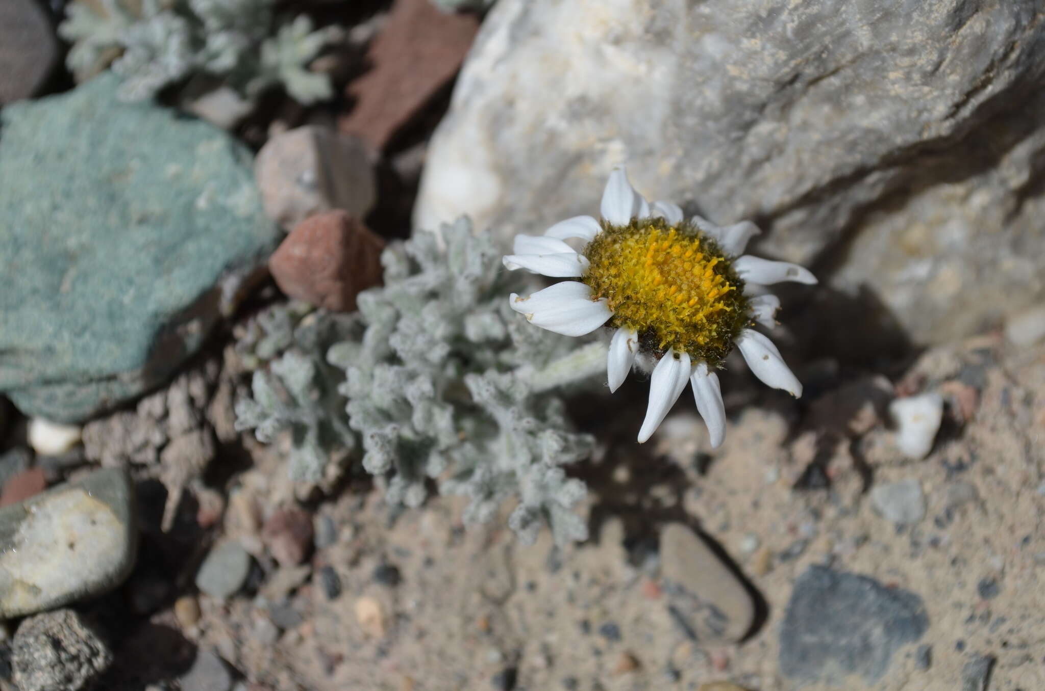 Image of Allardia tomentosa DC.