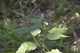 Image of big yellow velvetleaf