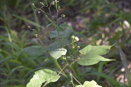 Image de Wissadula amplissima (L.) R. E. Fries