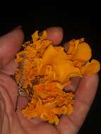 Image of Cantharellus odoratus (Schwein.) Fr. 1828