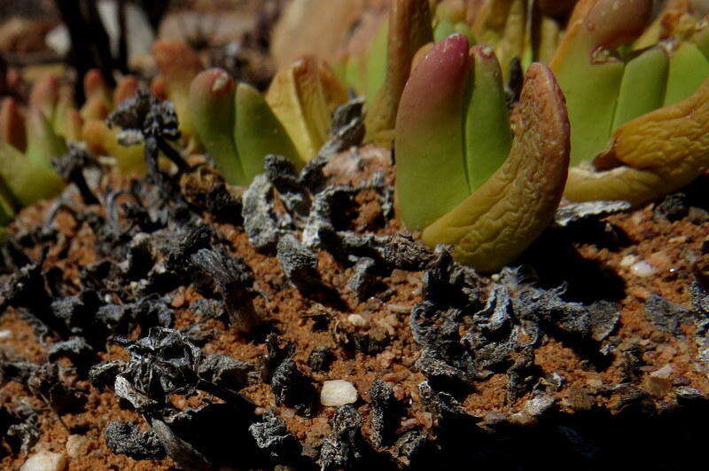 صورة Gibbaeum gibbosum (Haw.) N. E. Br.