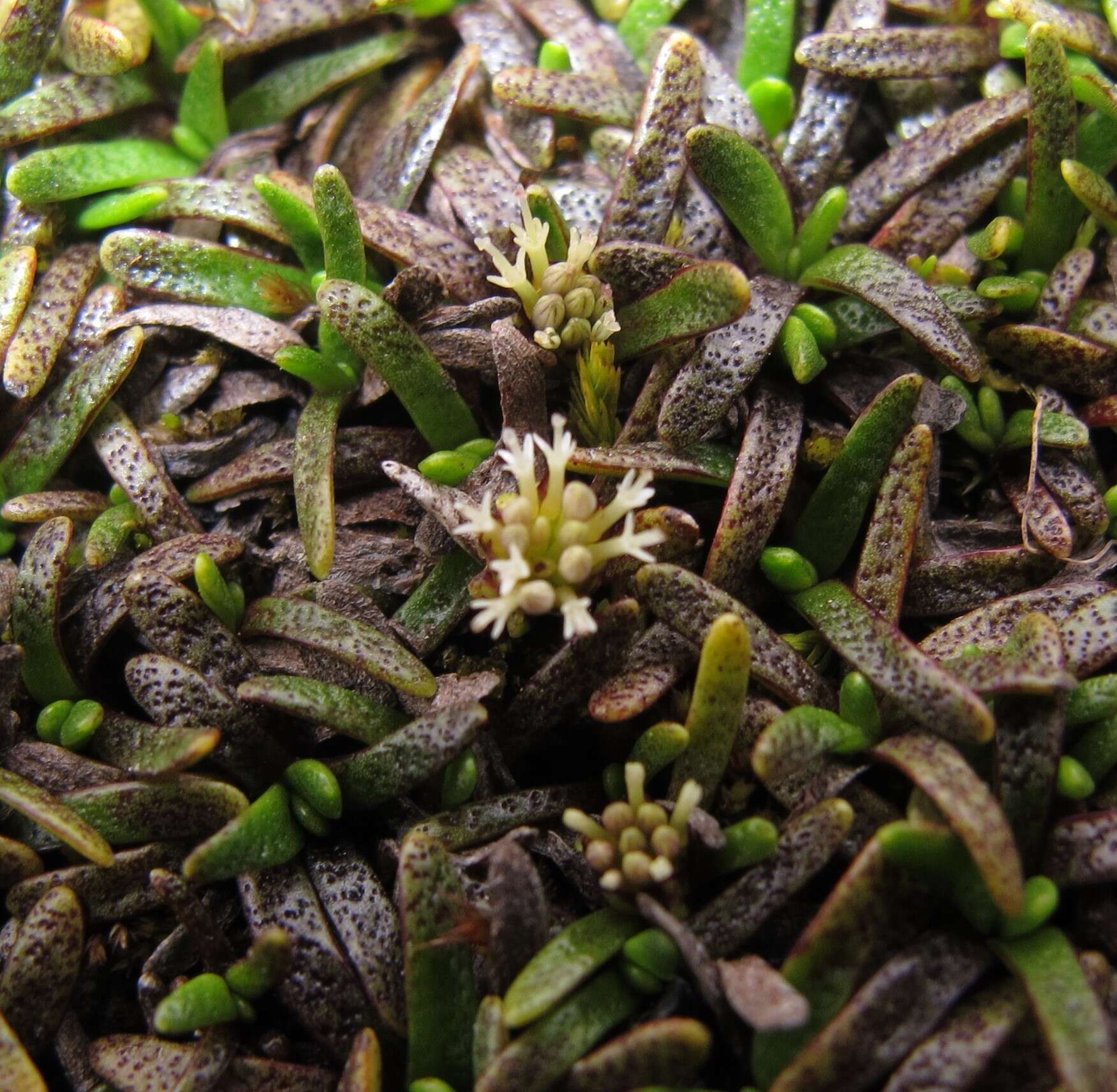 Image of Abrotanella caespitosa Petrie ex T. Kirk