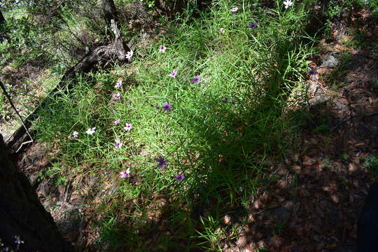 Image of Cosmos linearifolius (Sch. Bip.) Hemsl.