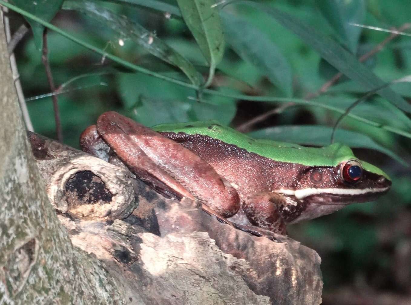 Image of large odorous frog