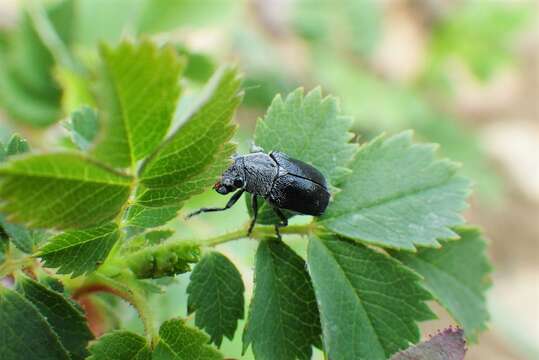 Image of Coleothorpa