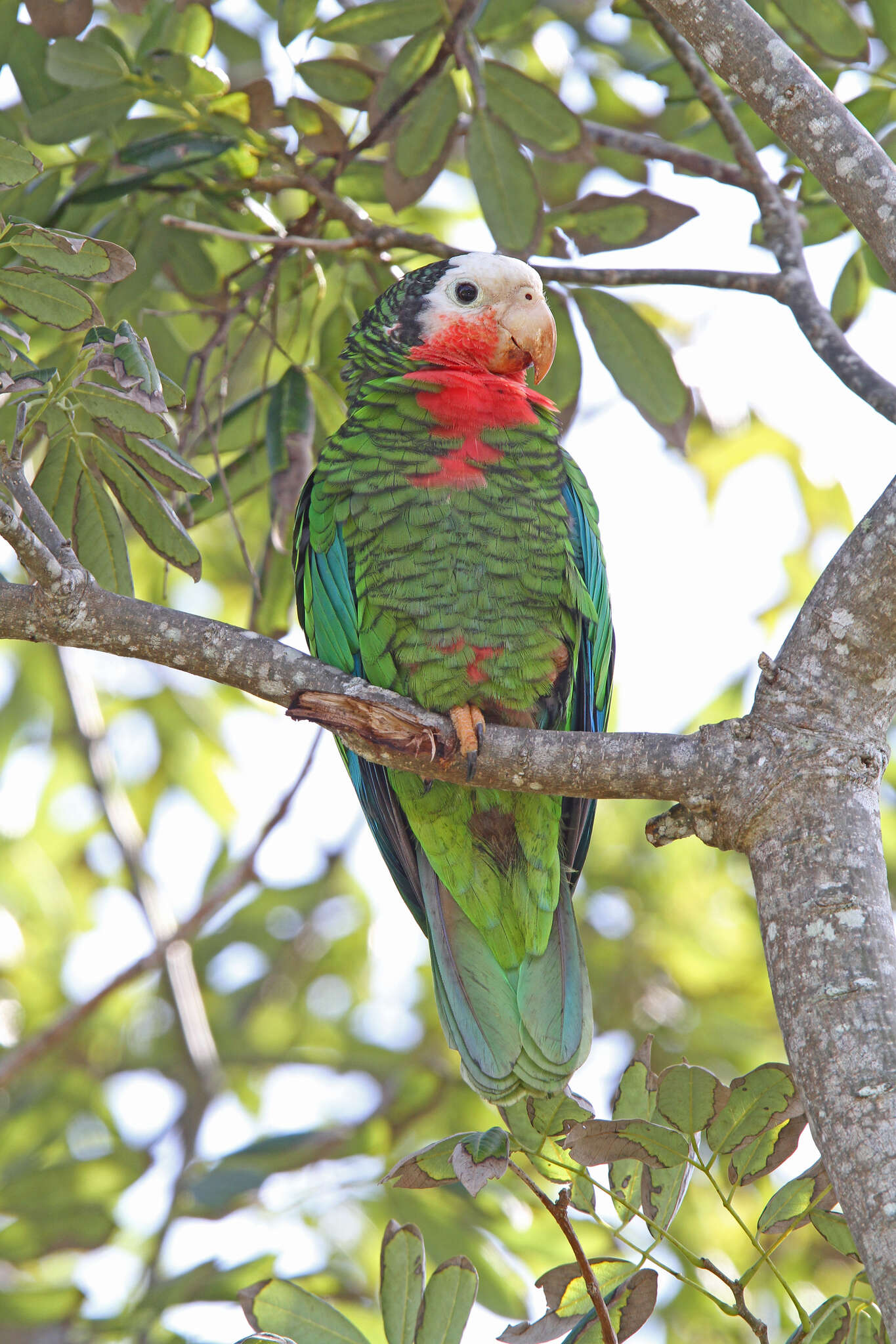 Image of Amazona leucocephala bahamensis (Bryant & H 1867)