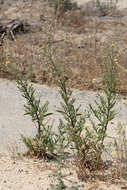 Image of Spanish False Fleabane