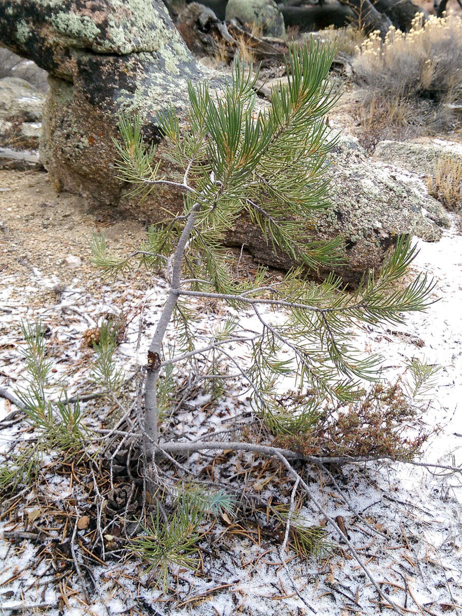 Imagem de Pinus monophylla Torr. & Frém.