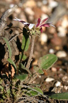 Image de Arctotis acaulis L.