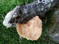 Imagem de Polyporus tuberaster (Jacq. ex Pers.) Fr. 1821