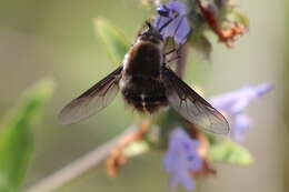 Image of Bombylius lancifer Osten Sacken 1877