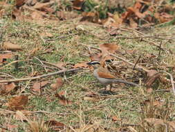 Image of Black-crowned Tchagra