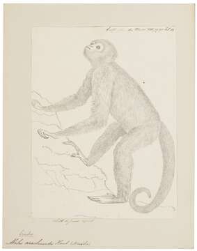 Image of Muriqui