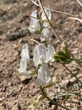 Image de Astragalus pachypus Greene