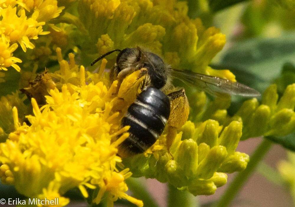 Image of Andrena braccata Viereck 1907