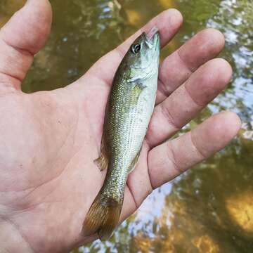 Image of Chattahoochee bass