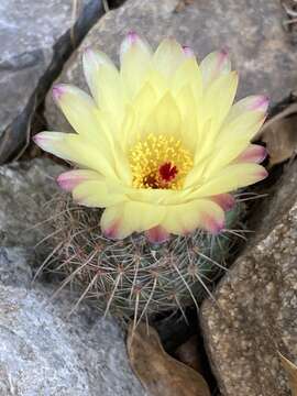 Image of Cactus