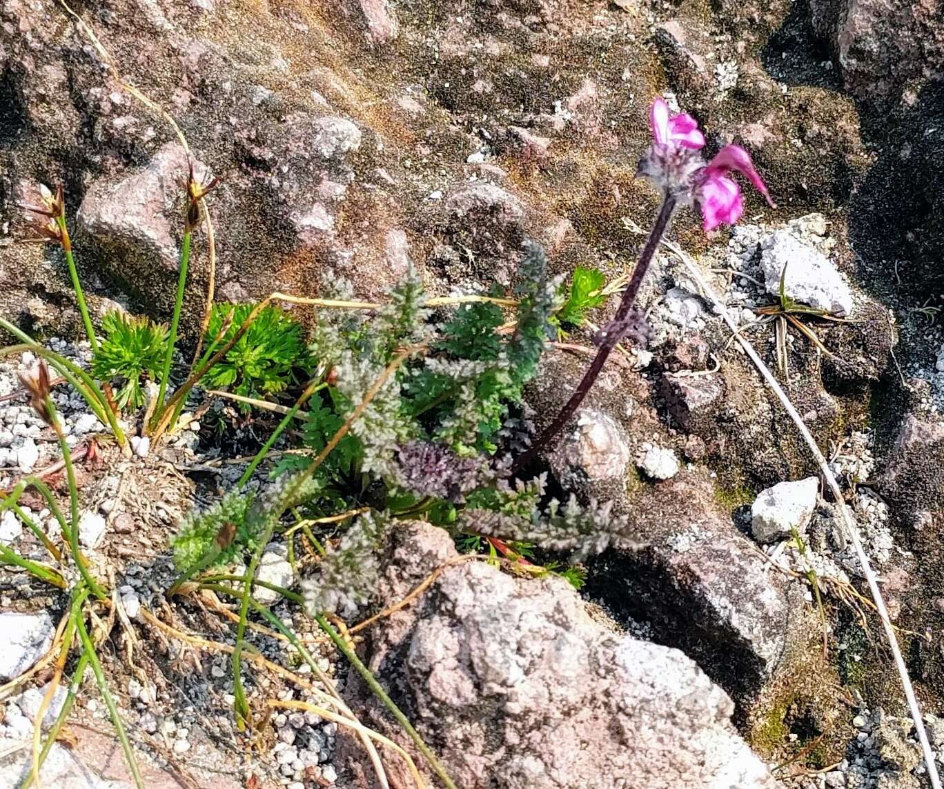 Image of <i>Pedicularis ornithorhynchos</i> Bentham