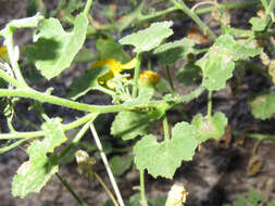 Image of Parry's rockdaisy