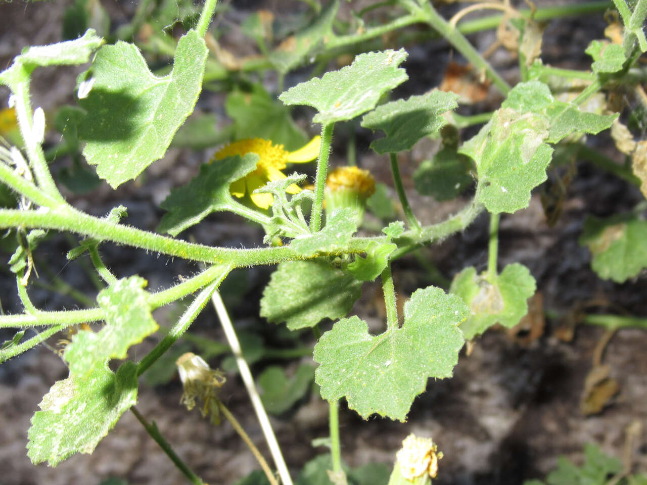 Image of Parry's rockdaisy