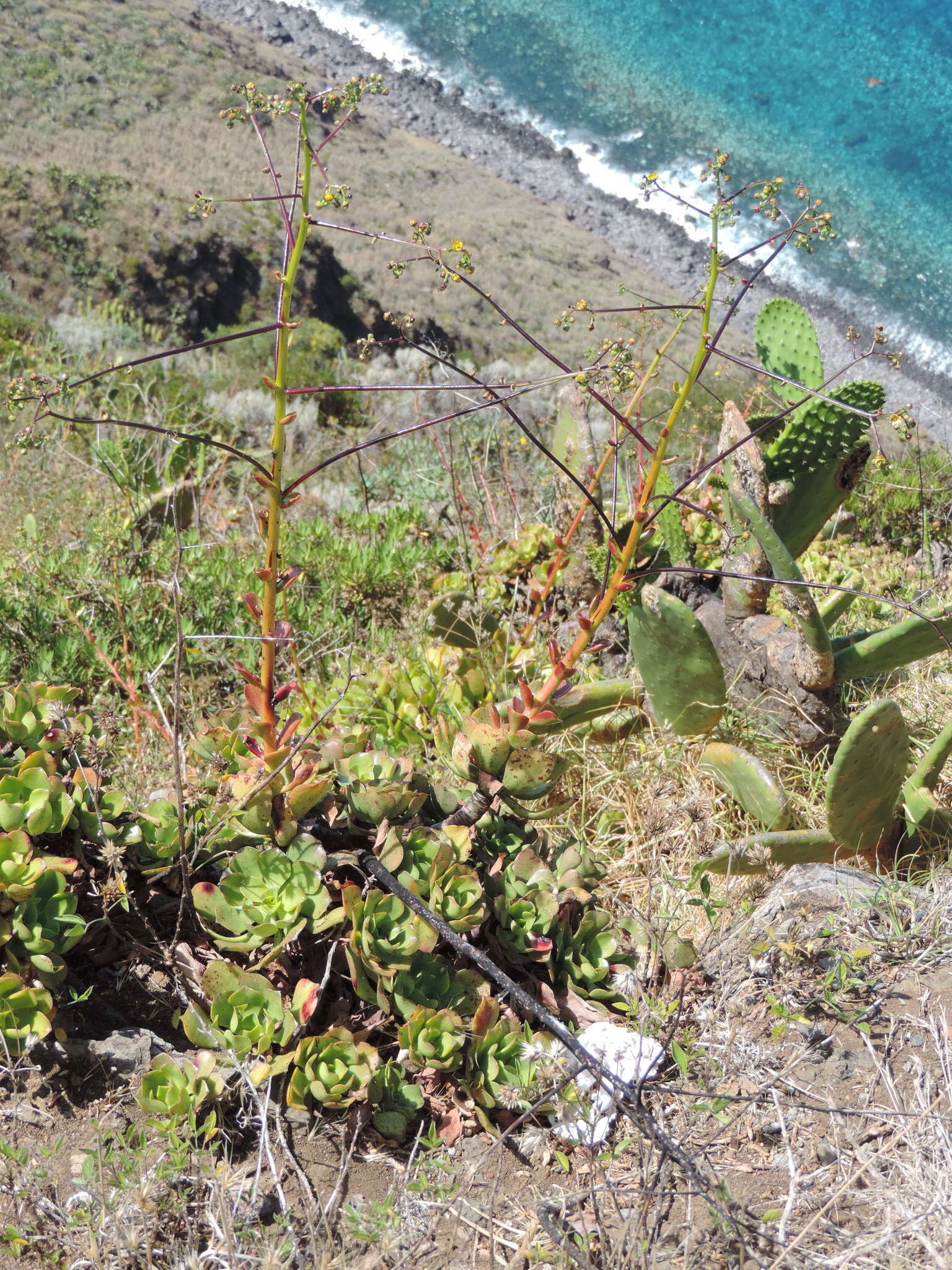 Image of Aeonium glutinosum (Ait.) Webb & Berth.