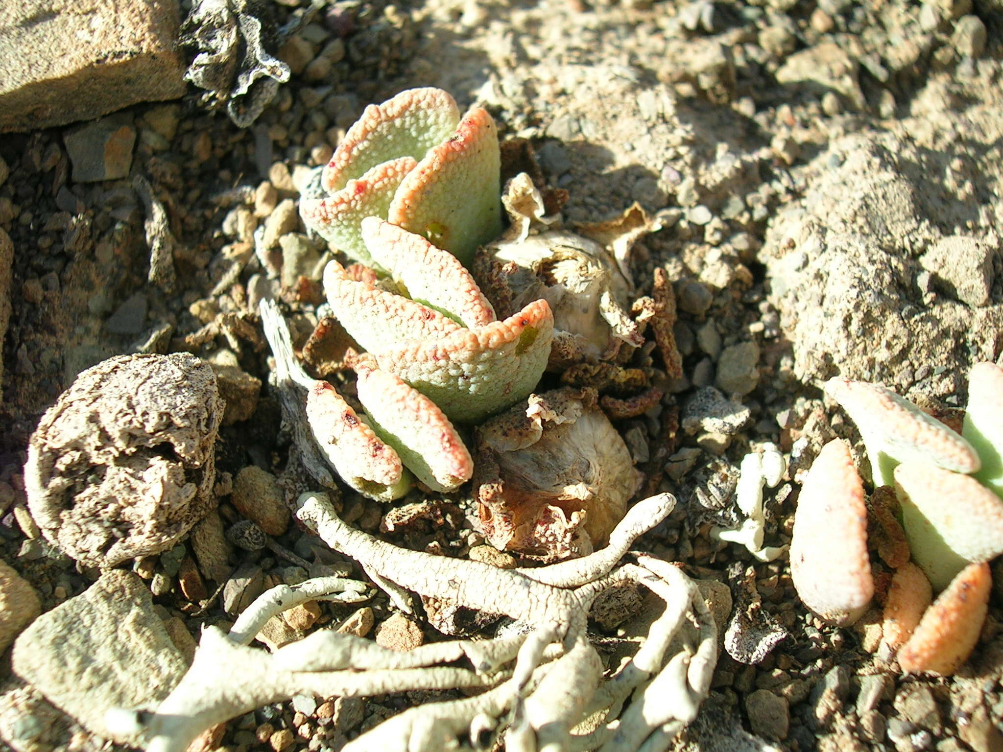 Image of Aloinopsis spathulata (Thunb.) L. Bol.