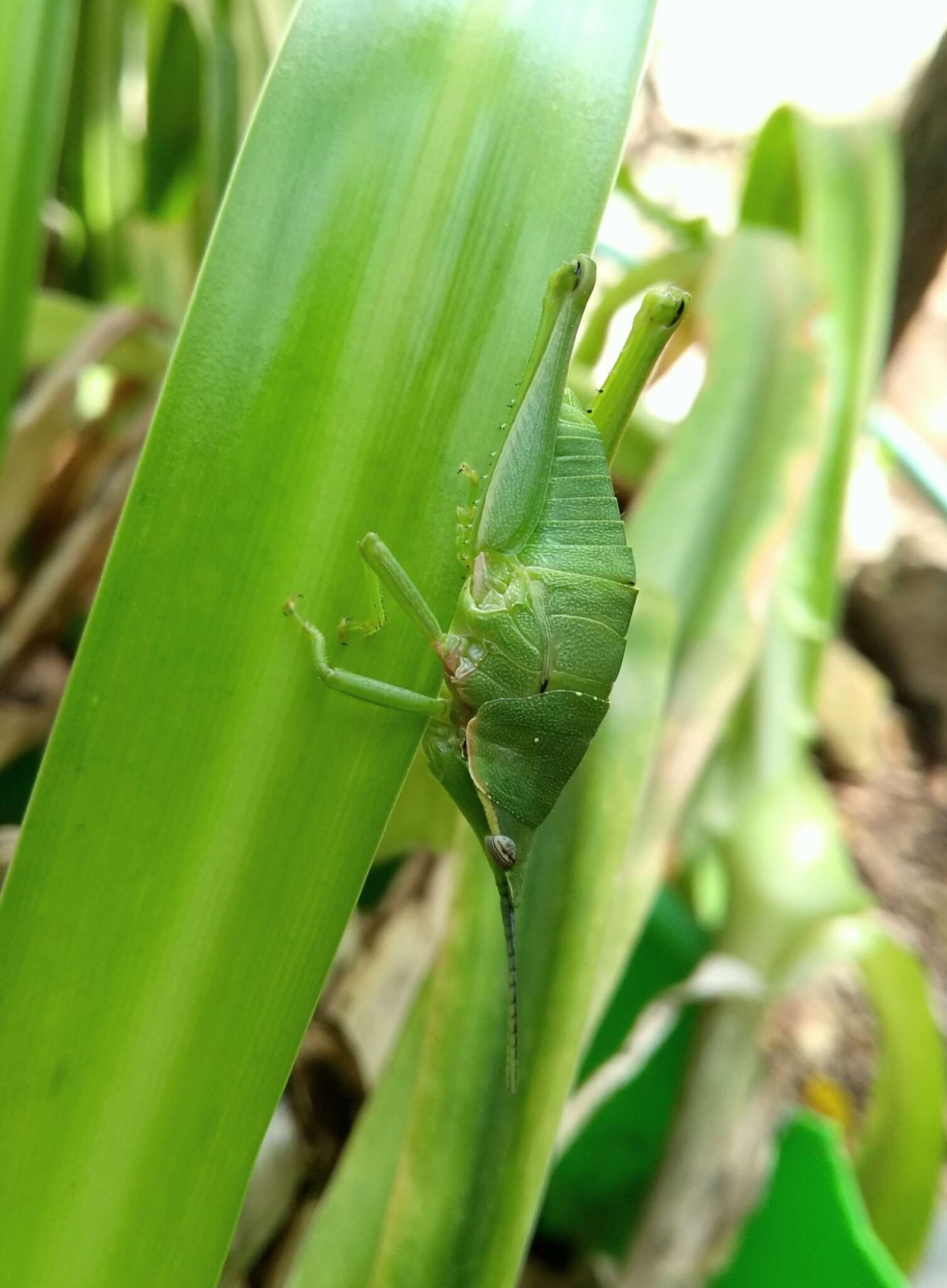 صورة Sphenarium occidentalis Sanabria-Urbán, H. Song & Cueva del Castillo 2017