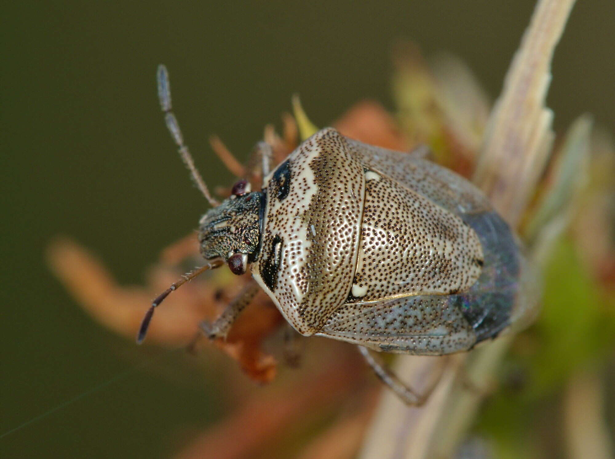 صورة Eysarcoris ventralis (Westwood 1837)