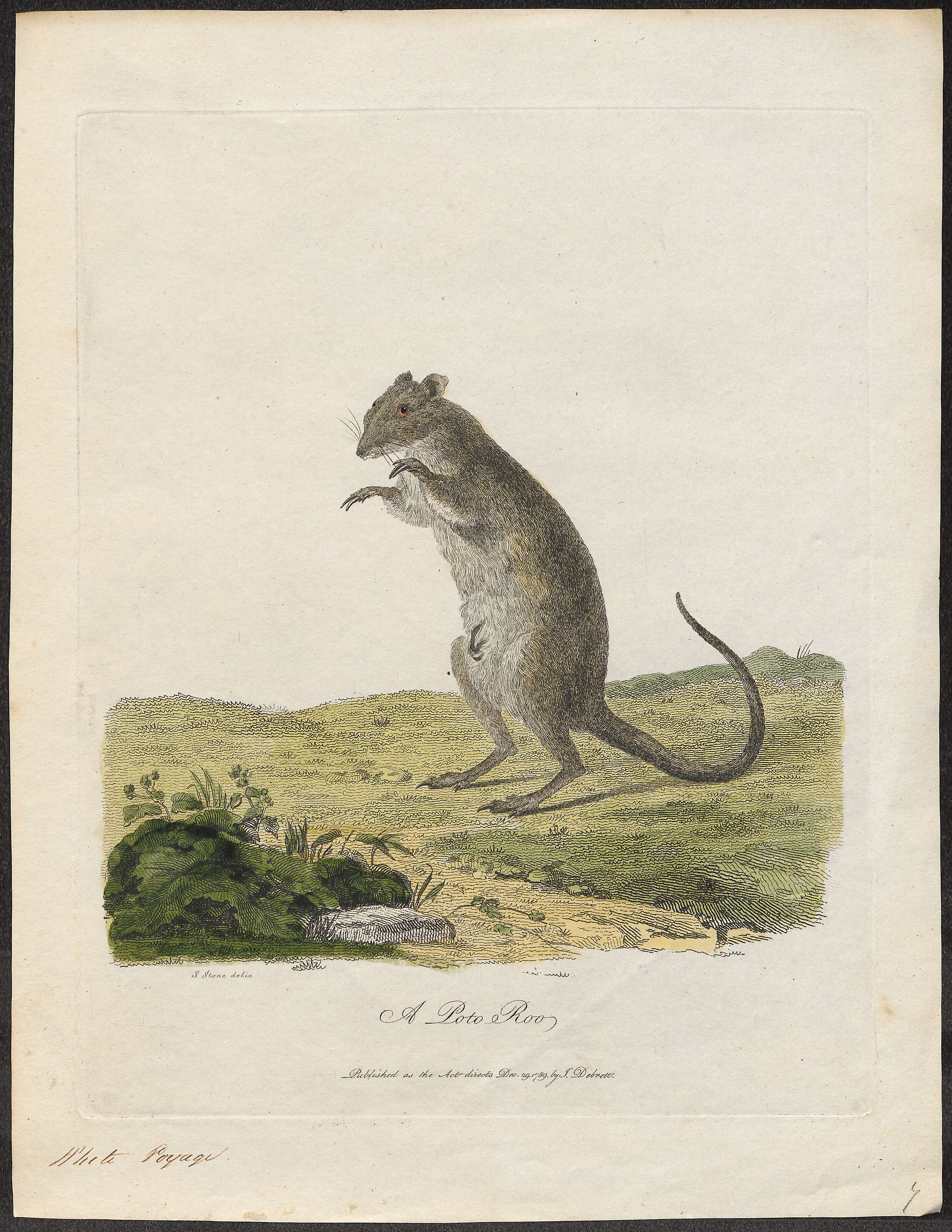 Image of Musky Rat Kangaroo