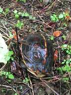 Image of Yellow-margined Box Turtle