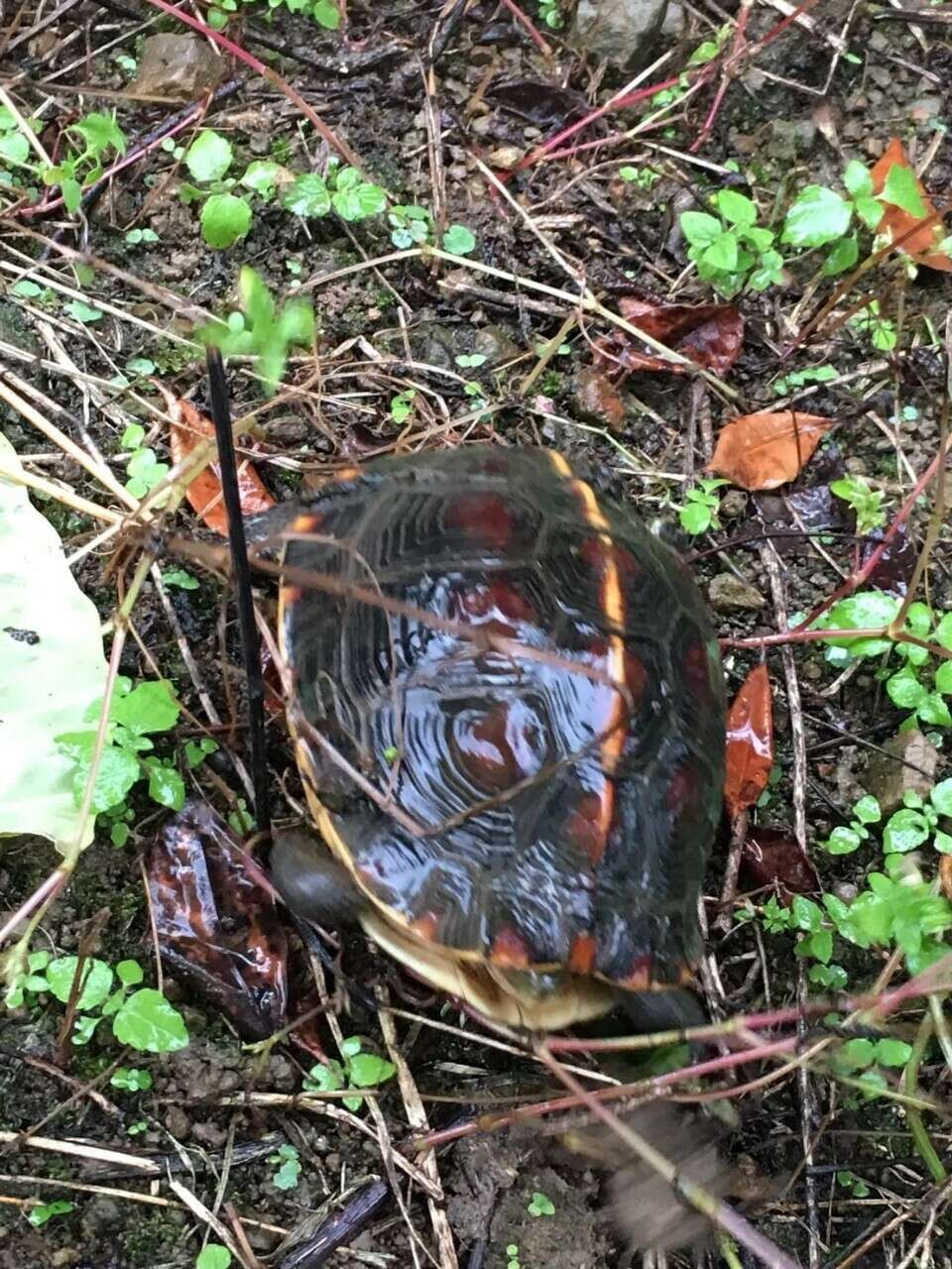 Image of Yellow-margined Box Turtle