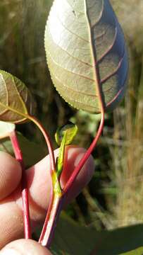 Image of Yunnan poplar