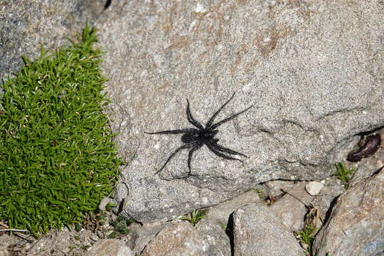 Image of Pardosa labradorensis (Thorell 1875)