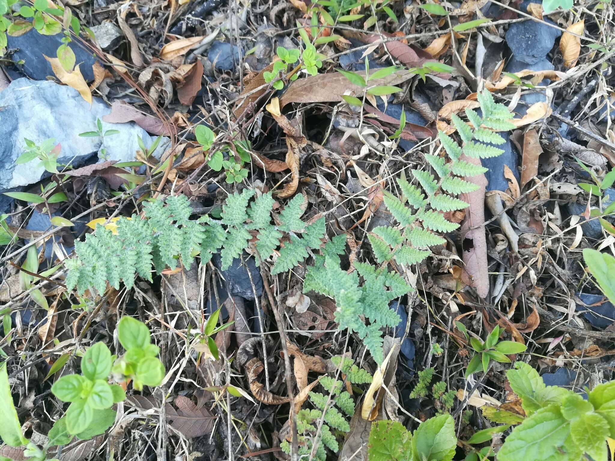 Image of Woolly lipfern