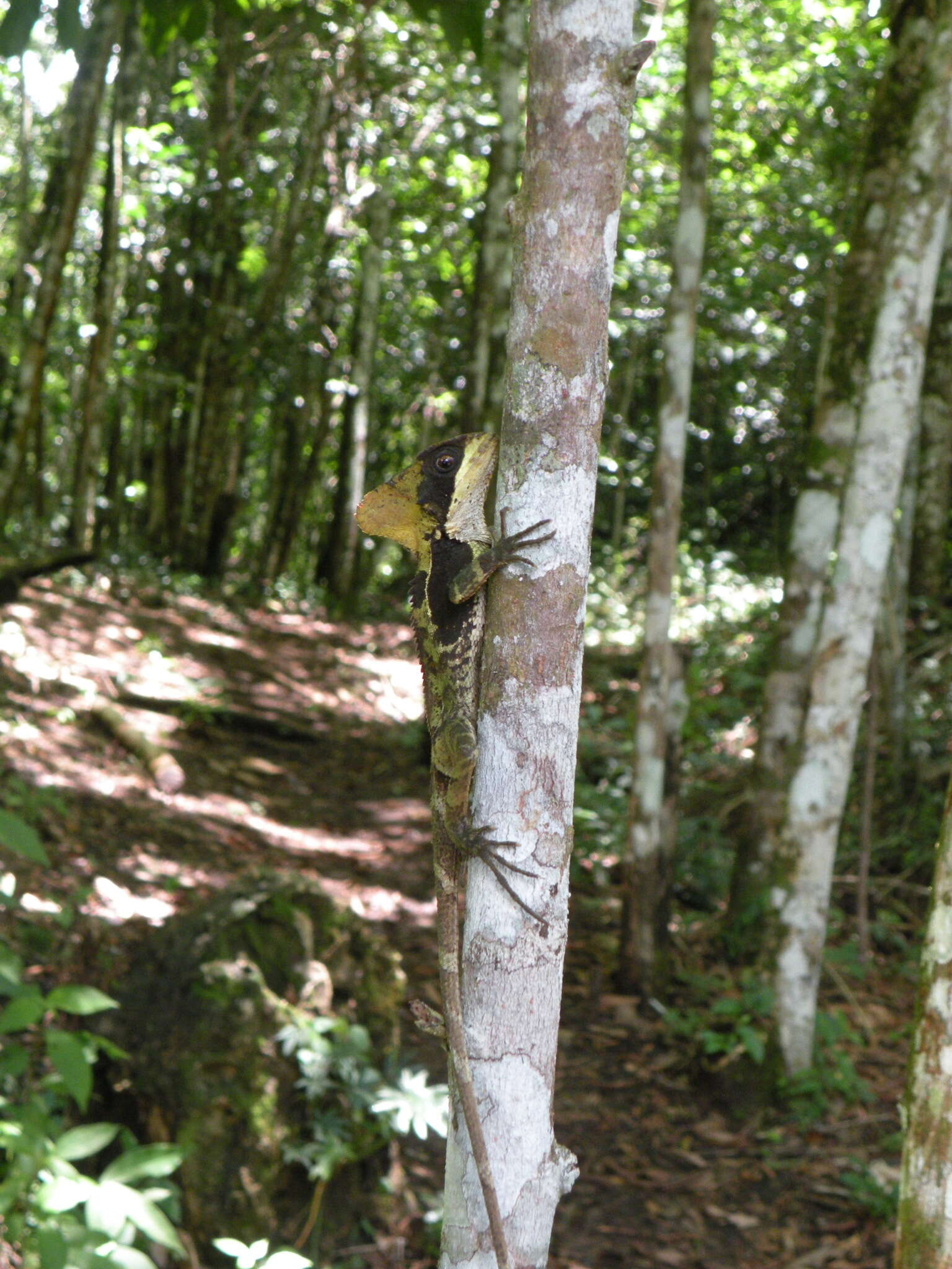 Image of Hernandez's helmeted iguana